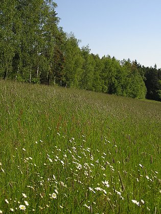 Stimelice 