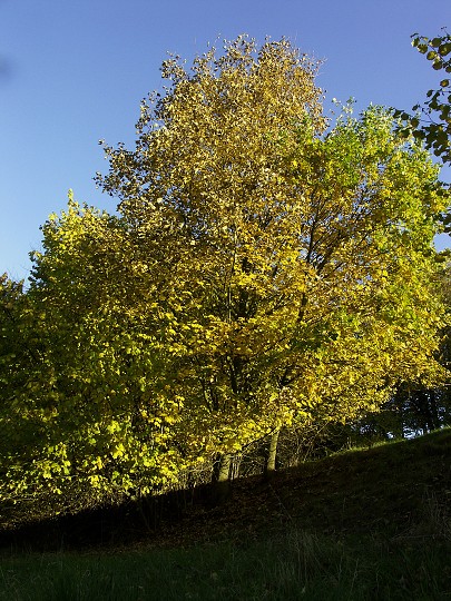img00097.jpg